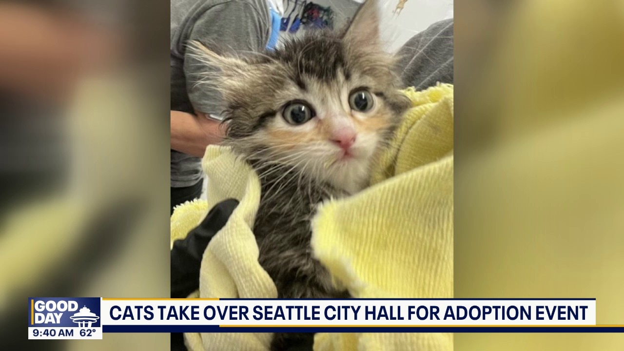 Cats take over Seattle City Hall for 'Kitty Hall' adoption event