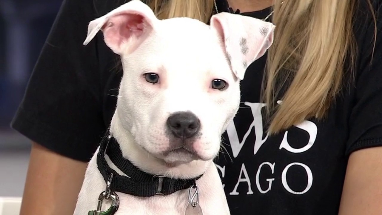 Walter will run right into your heart