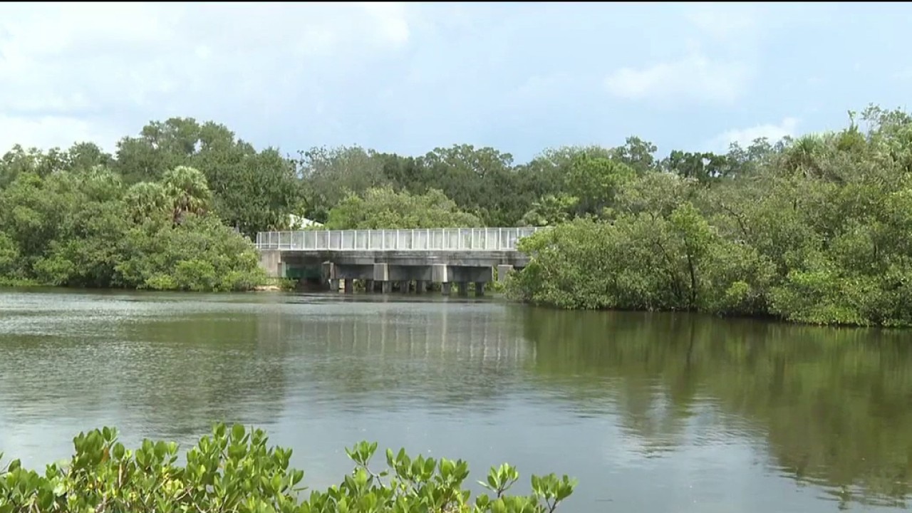 Manatee found dead in creek after sewage spill