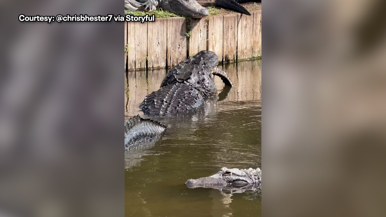 Florida alligator caught on video eating smaller gator at Gatorland
