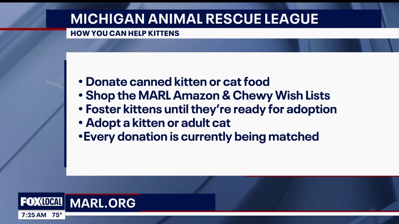 Michigan Animal Rescue League: Kitten Season 