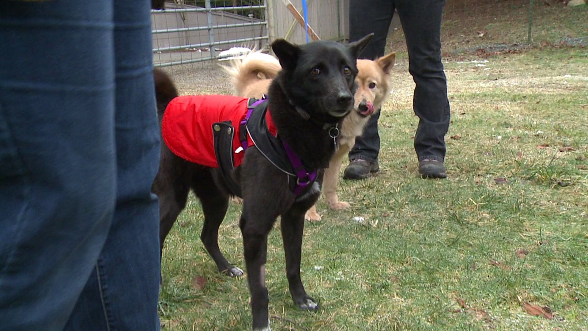 Meet Nancy, Thelma, & Snowflake! #WhyNotMePet