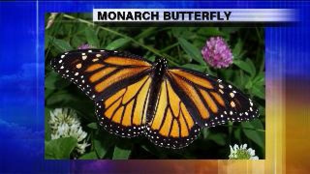 What is happening with the monarch butterfly population?