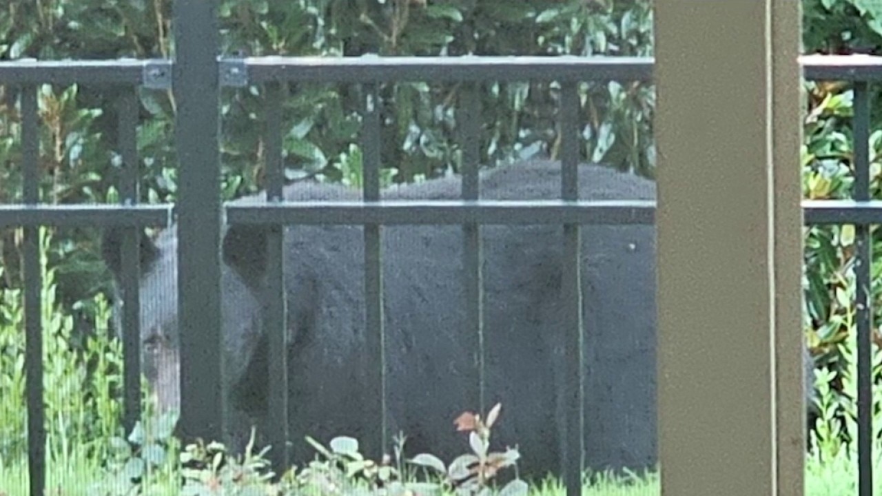 Black bear spotted in Forsyth County