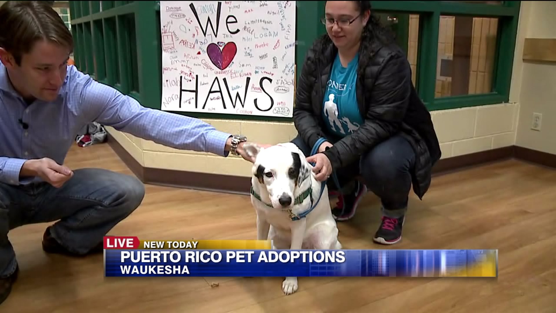 Puerto Rico pet adoptions