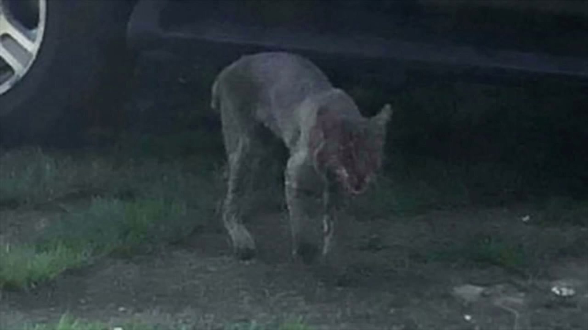 WOMAN FIGHTS KILLS BOB CAT WITH BARE HANDS LAVORGNA PKG 061518ABC.mp4