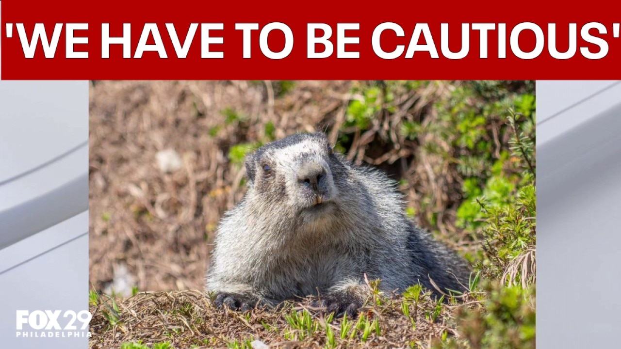 Rabid groundhog bites homeowner and cats in New Jersey