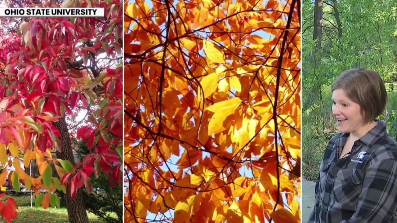 Fall colors guide across Michigan | Brother Nature