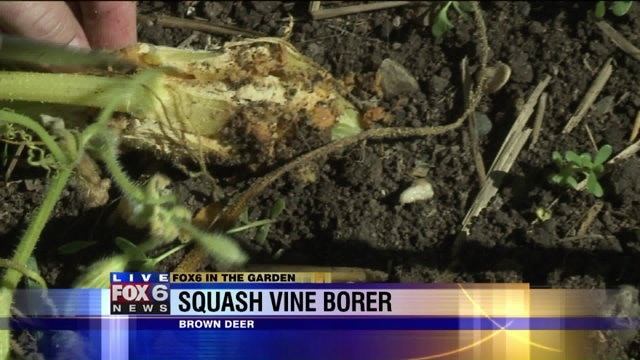 Squash vine borer slipped past our defenses; what to do about it