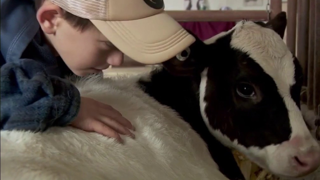 Third-generation farm in Corcoran offers calf cuddles