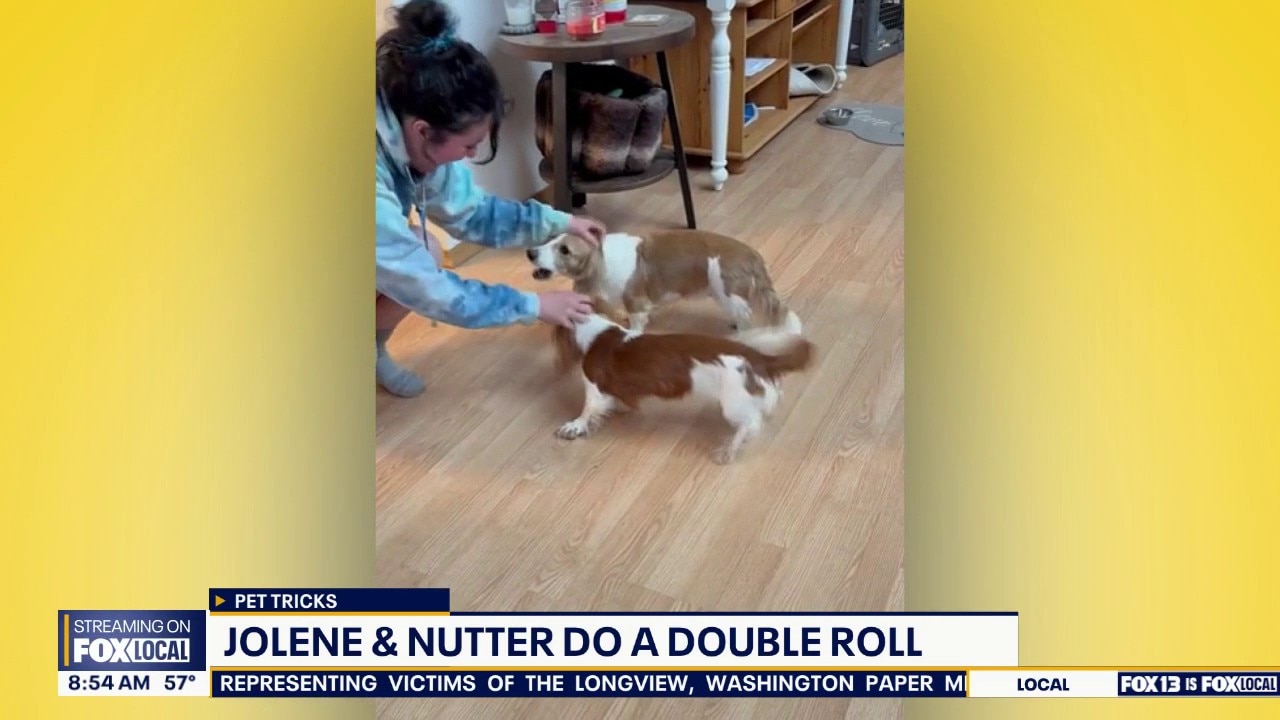 Good Day Pet Tricks for Monday, June 1