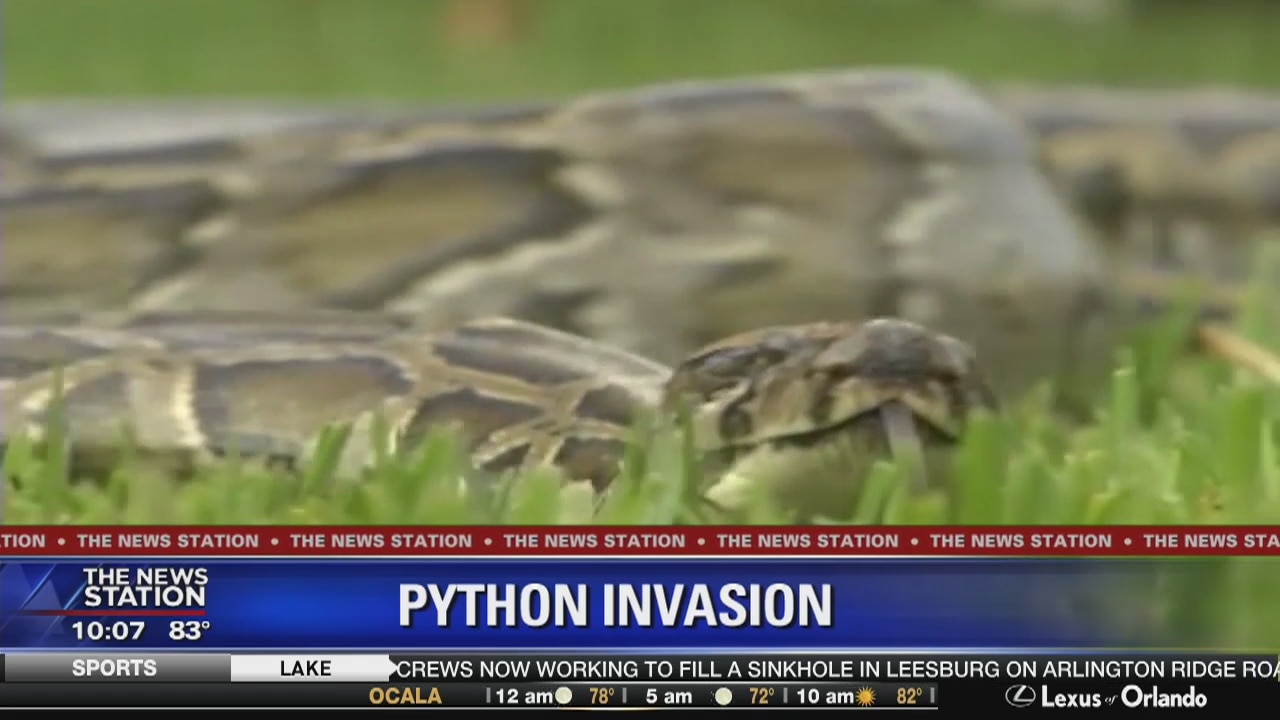 Possible python invasion in Central Florida?