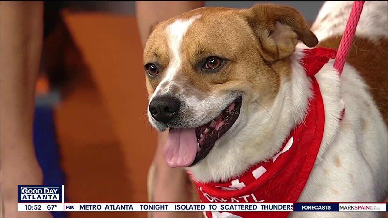 Pet of the day: Bane