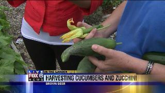 Sharon talks about harvesting cucumbers, zucchini