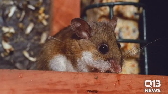 Hantavirus
