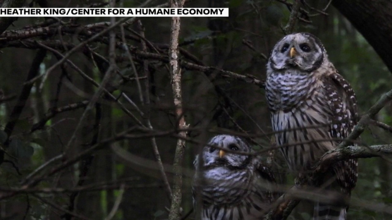 Kill or coexist? Debate grows over how to handle invasive species