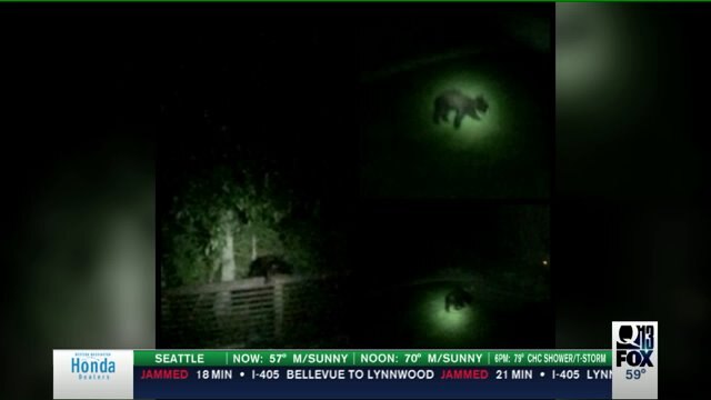 Family of bears spotted in Bonney Lake