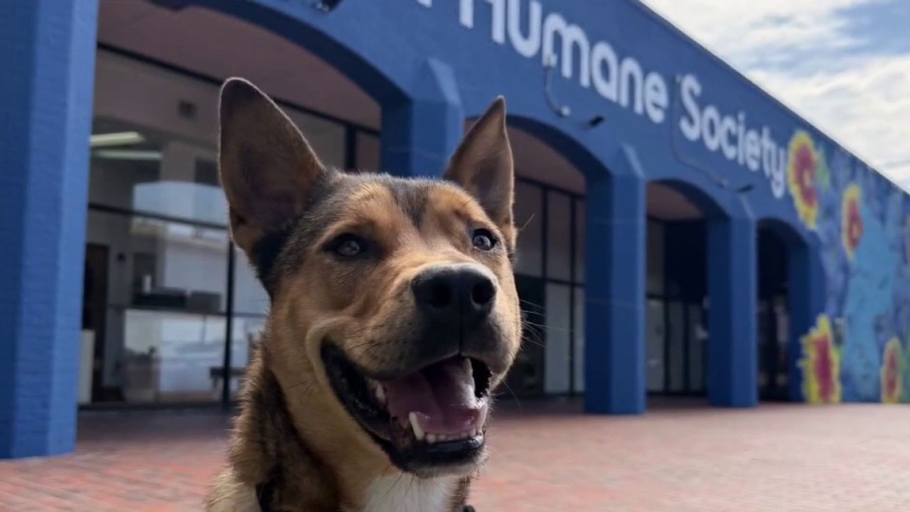 Meet Lucas at the Austin Humane Society!