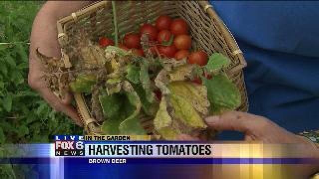 Harvesting tomatoes