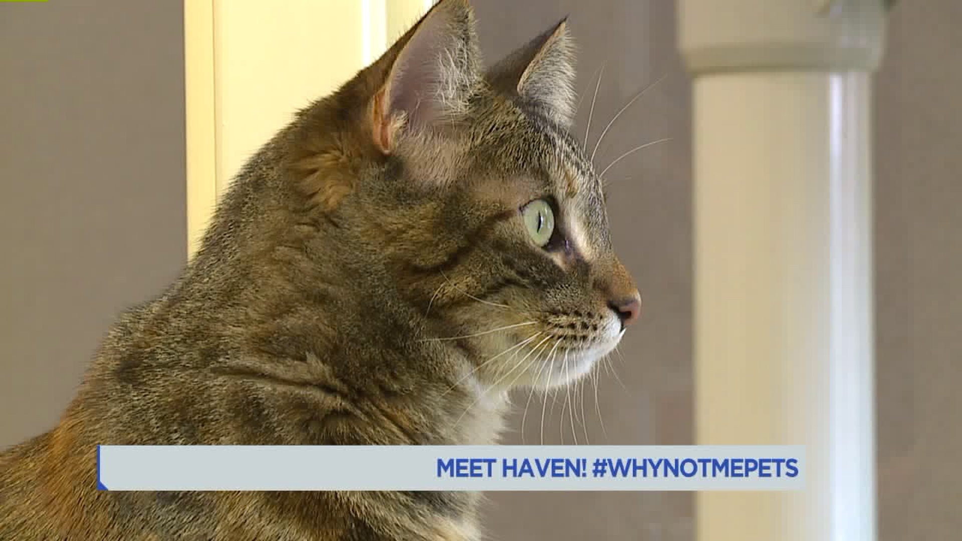 Meet Haven! #WhyNotMePets
