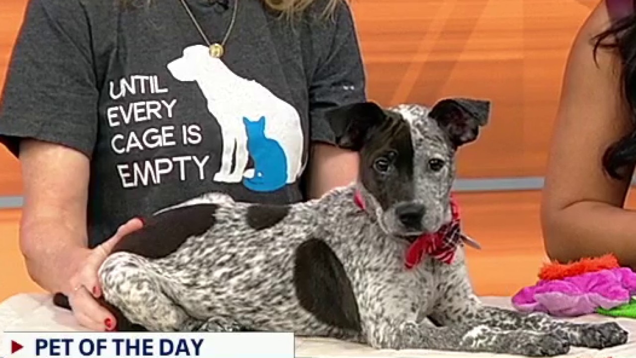 Pet of the day: Mako