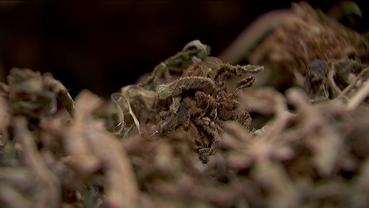 MN farmers concerned about impact of hemp ban