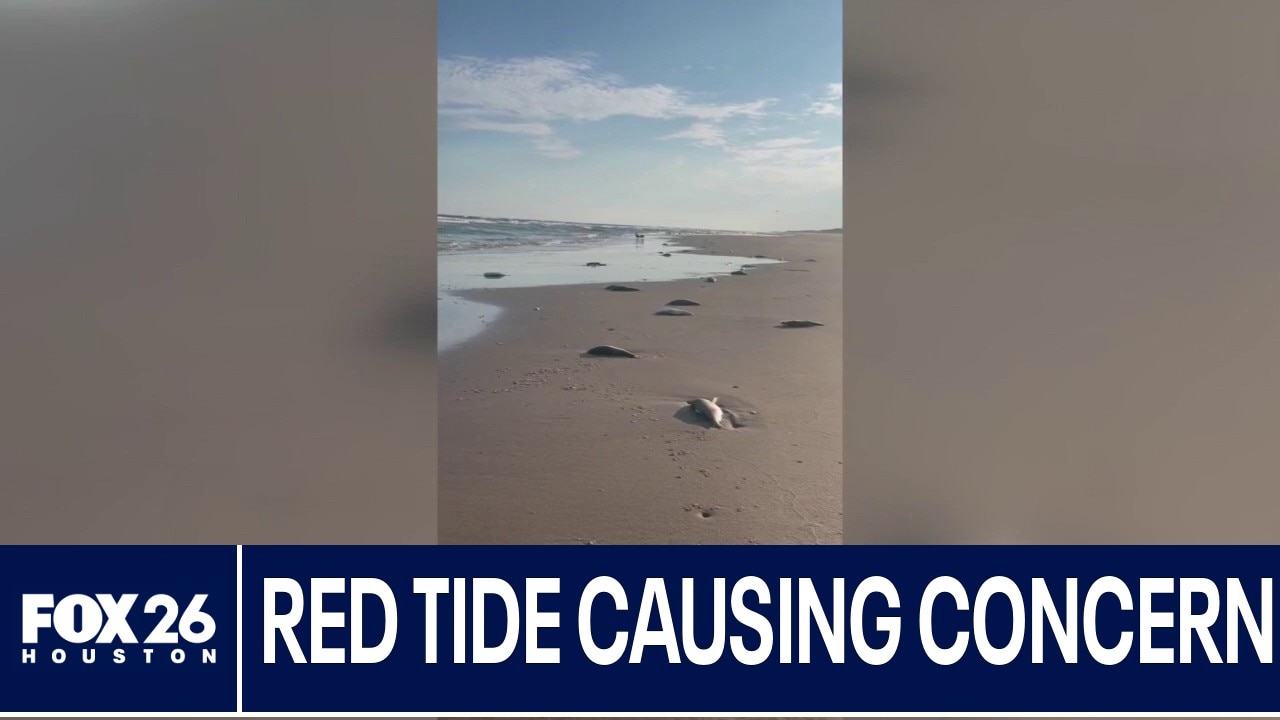 Red Tide causing concern along Gulf Coast