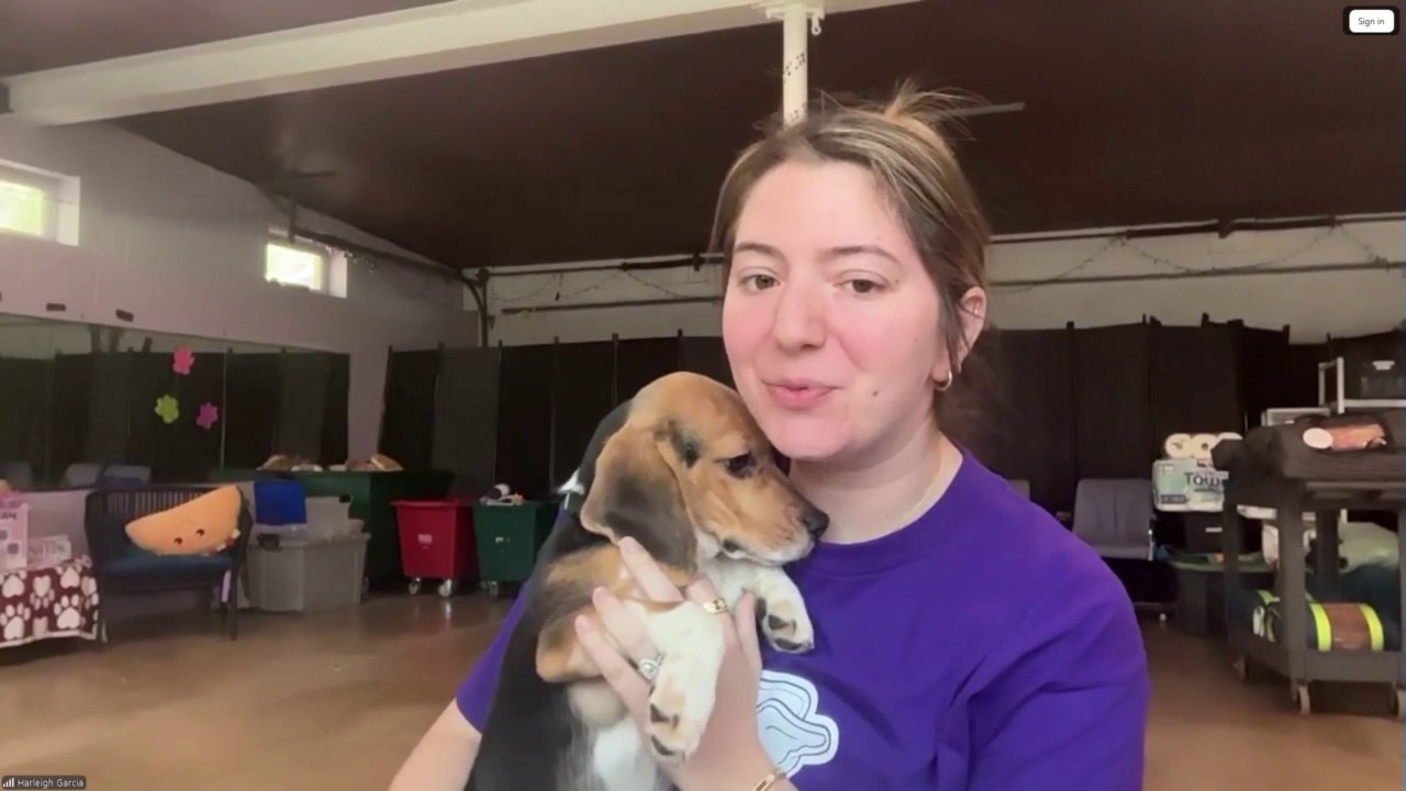 Northbrook rescue takes in beagles from Wisconsin facility | ChicagoLIVE