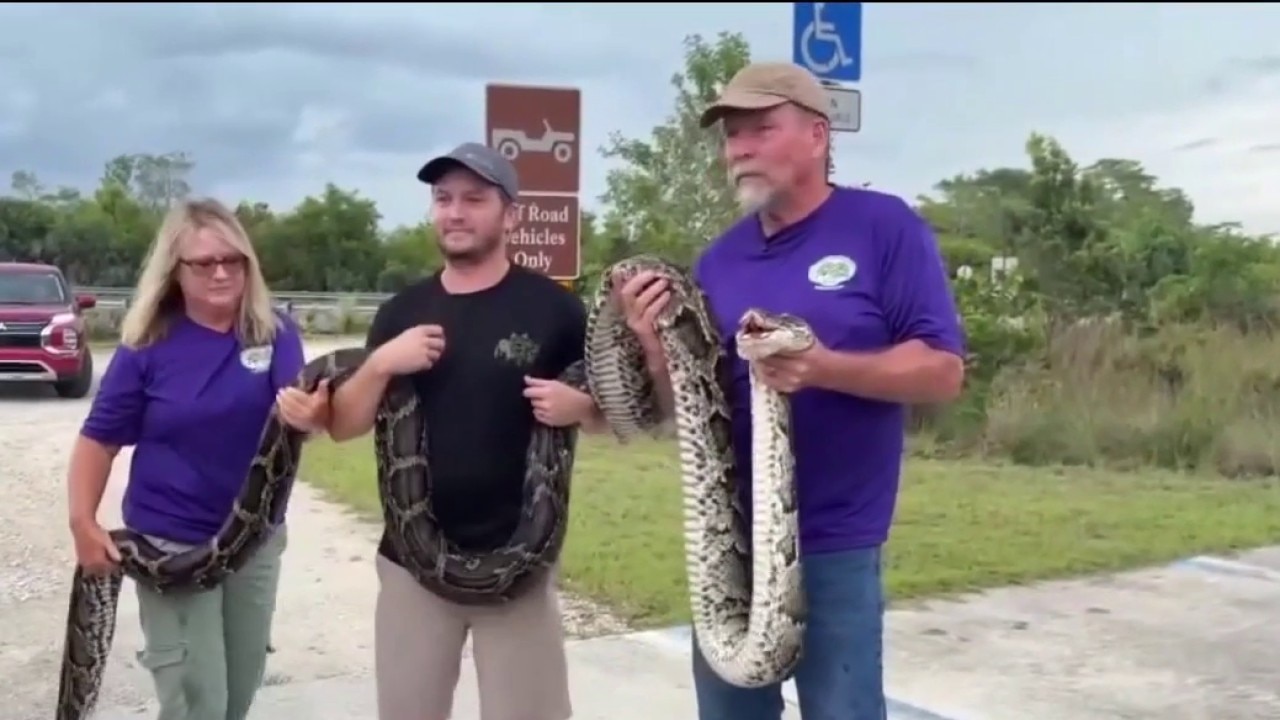 Florida Python Challenge underway