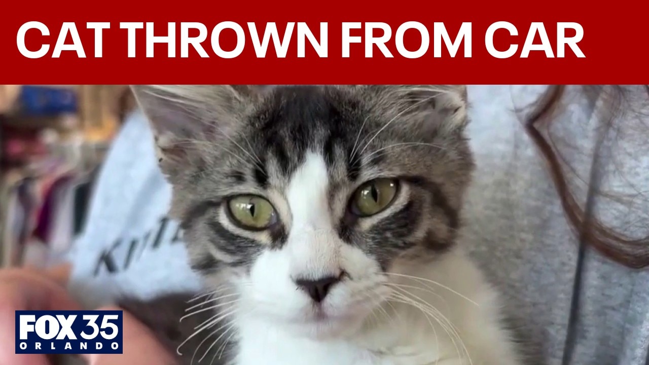 Rescued kitten recovering after being thrown from moving vehicle