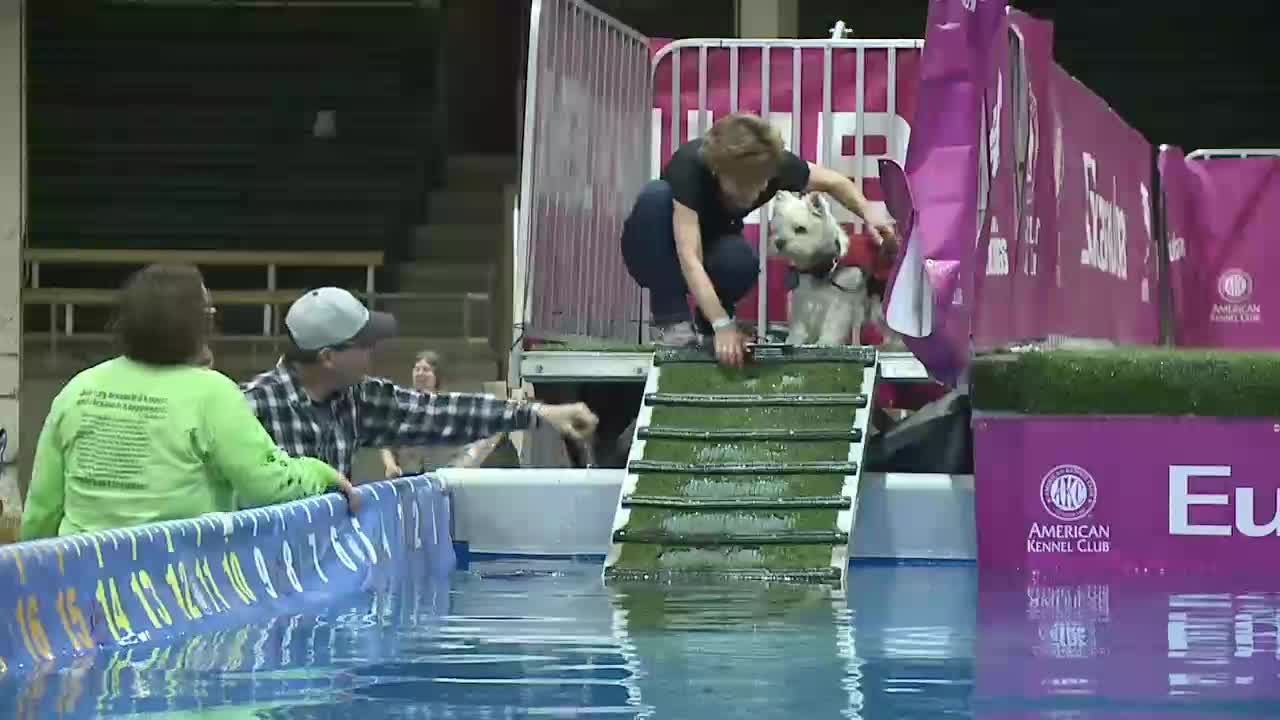 Diving dog competition