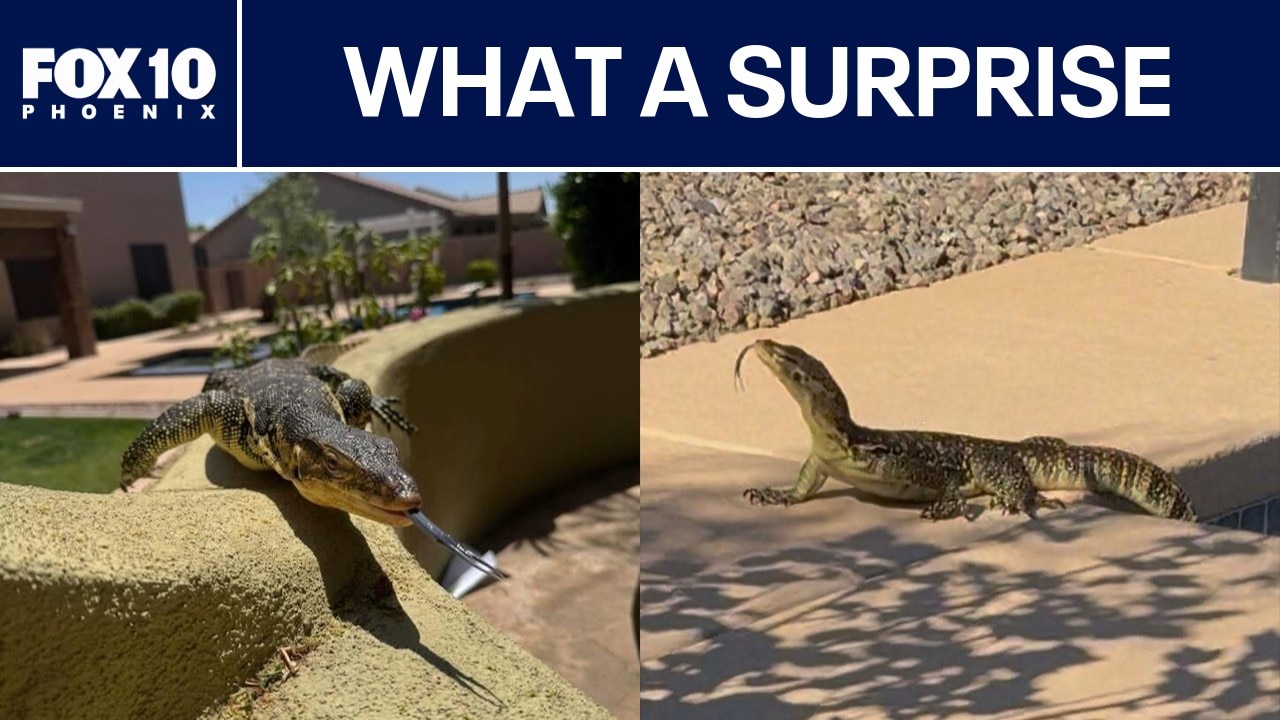 Giant lizard in Peoria backyard surprises man