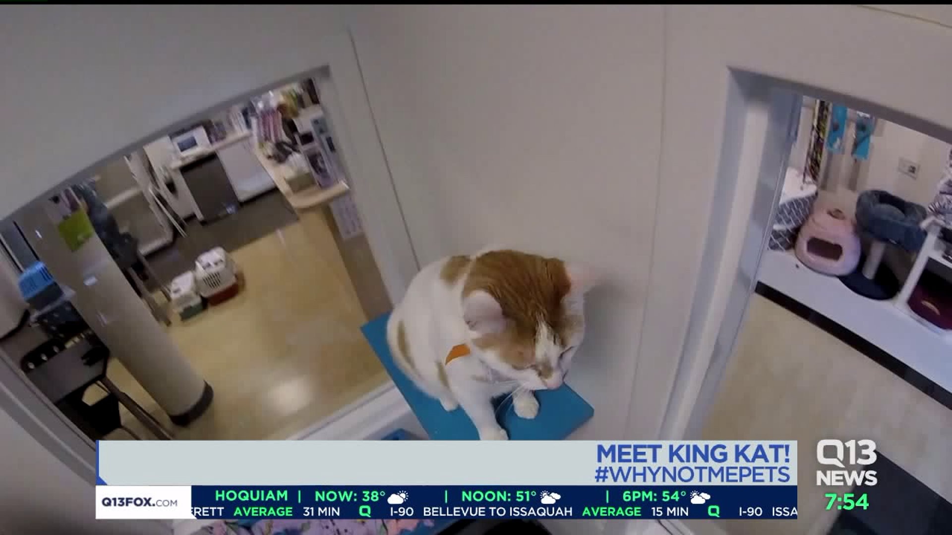 Meet King Kat! #WhyNotMePets