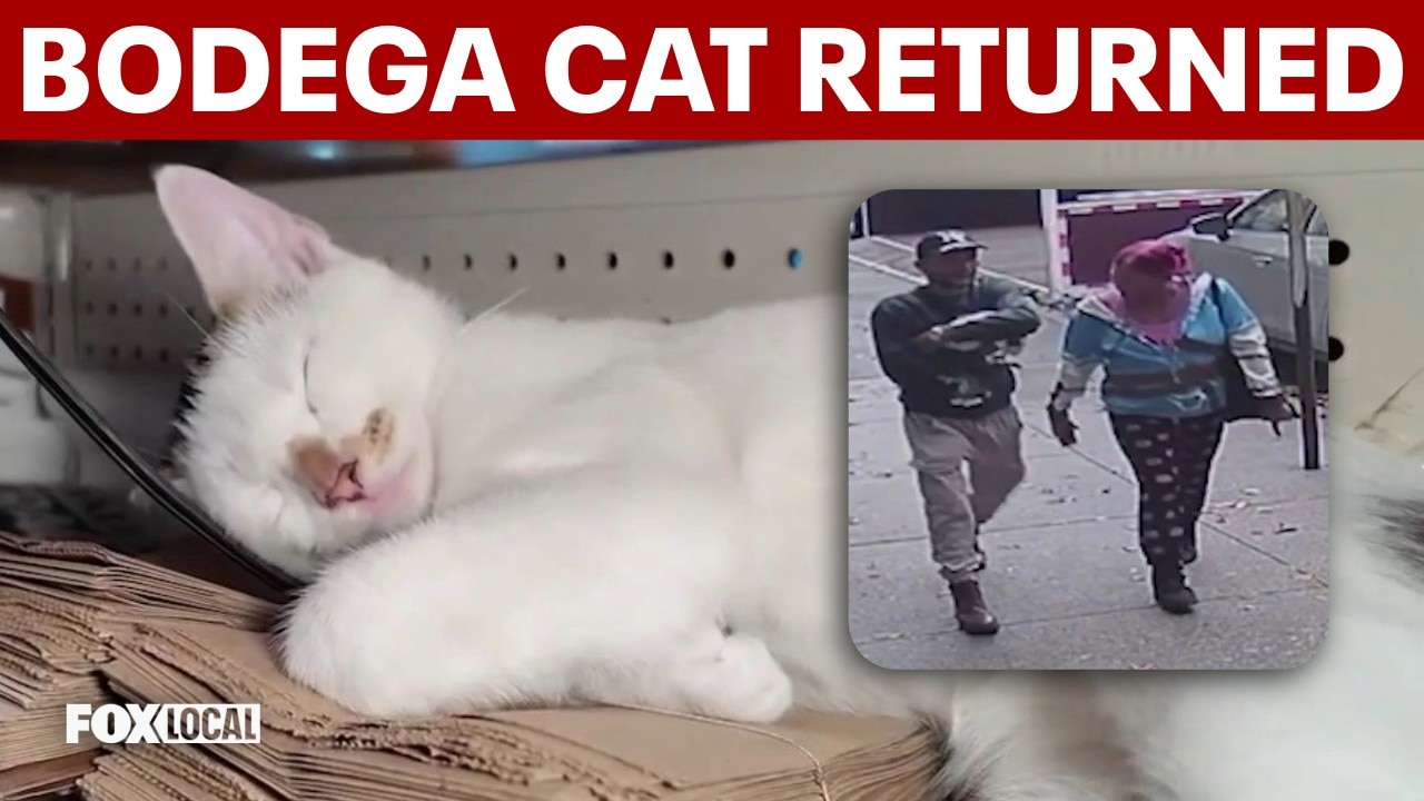 Stolen Brooklyn bodega cat safely returned to Park Slope market