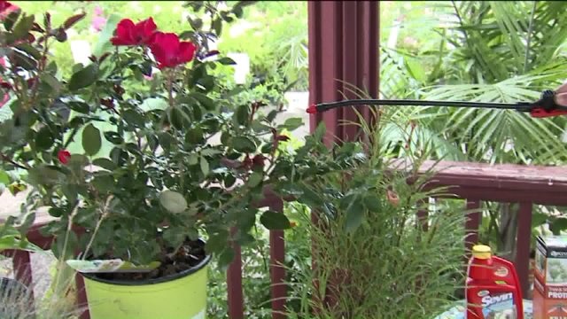 Piala`s Nursery & Garden Shop in Waukesha hosting annual Family Fun Fest this weekend