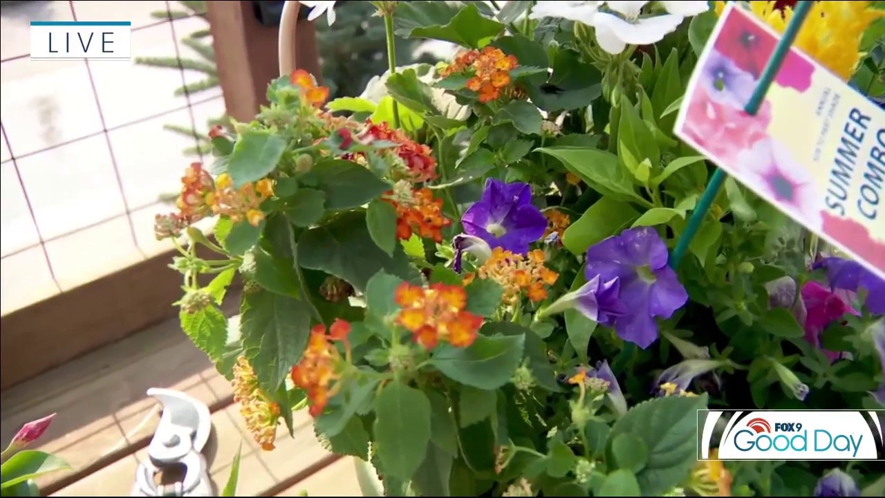 Helping your plants in the heat