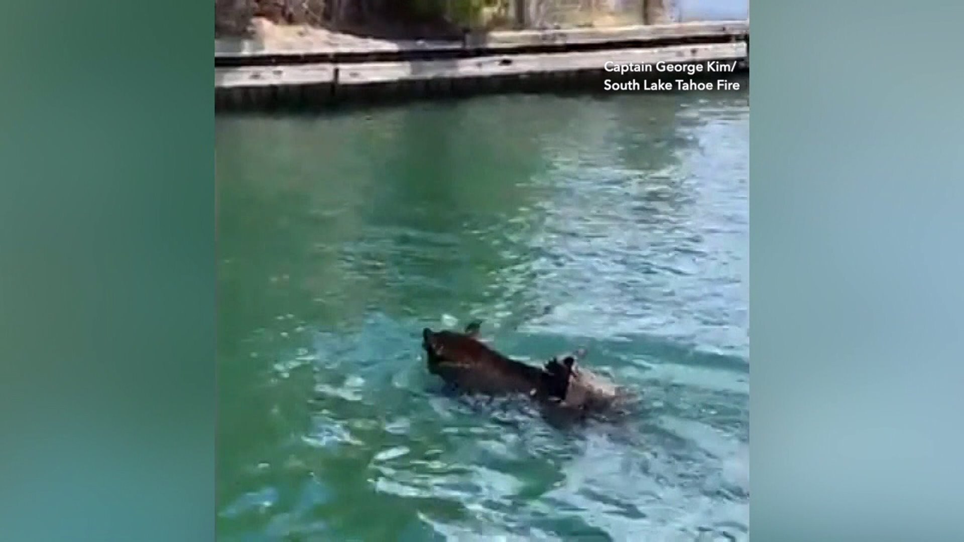 Mama bear comes to rescue of cub (FOX News)