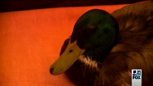 Saving oiled birds