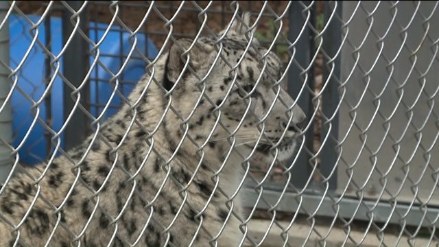 Bill that would outlaw possession of exotic animals now controversial: Should certain zoos be covered?