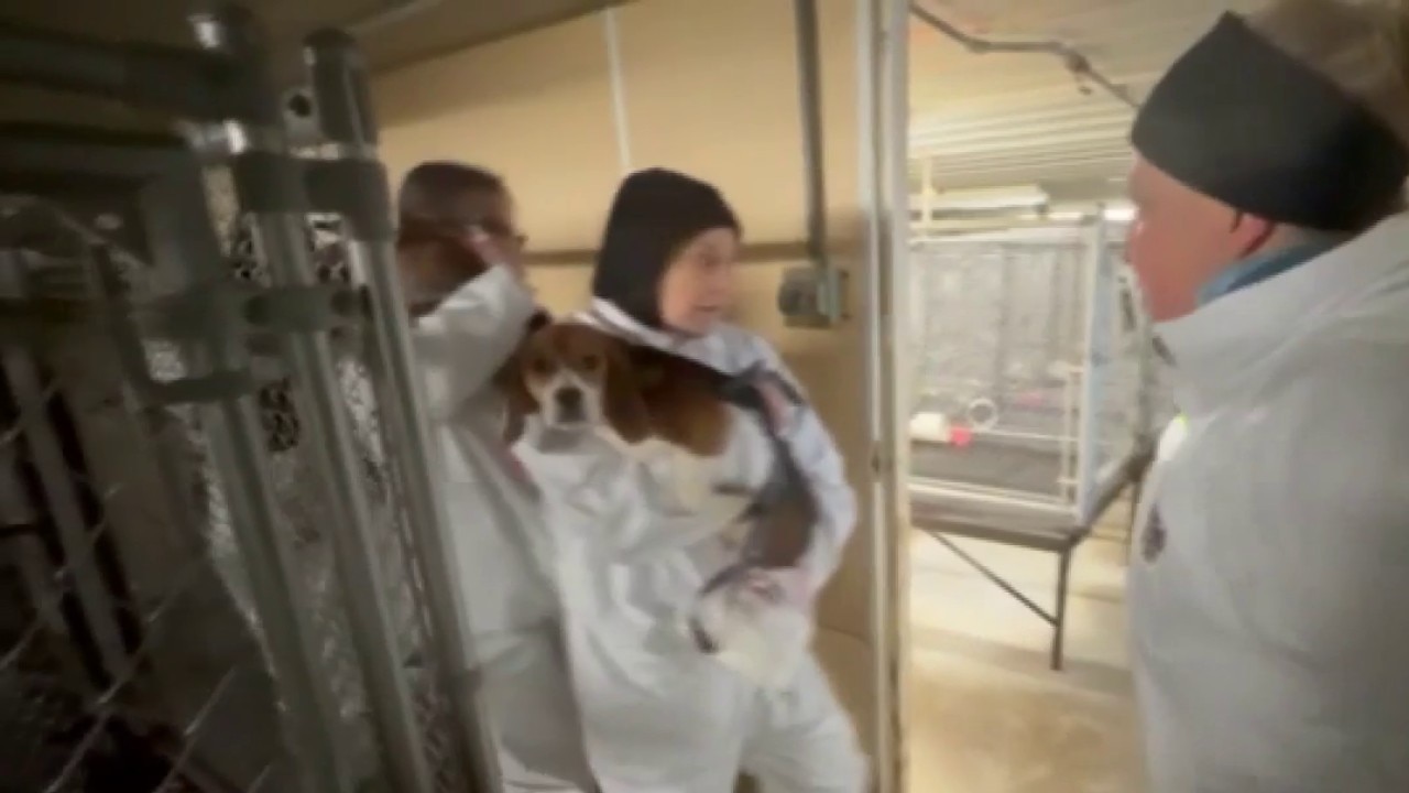 Ridglan Farms beagles, major announcement coming