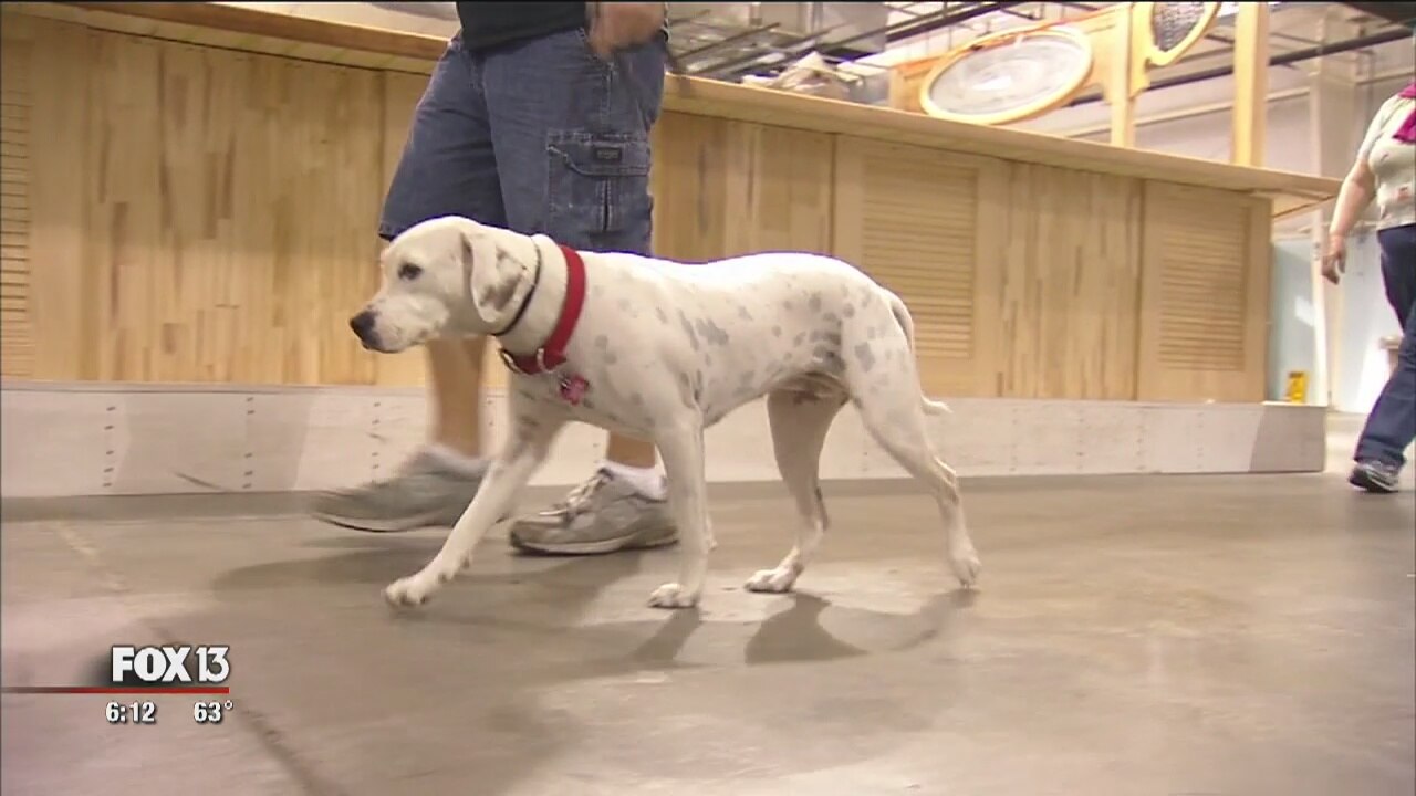 Veteran helping train guide service dogs for vets
