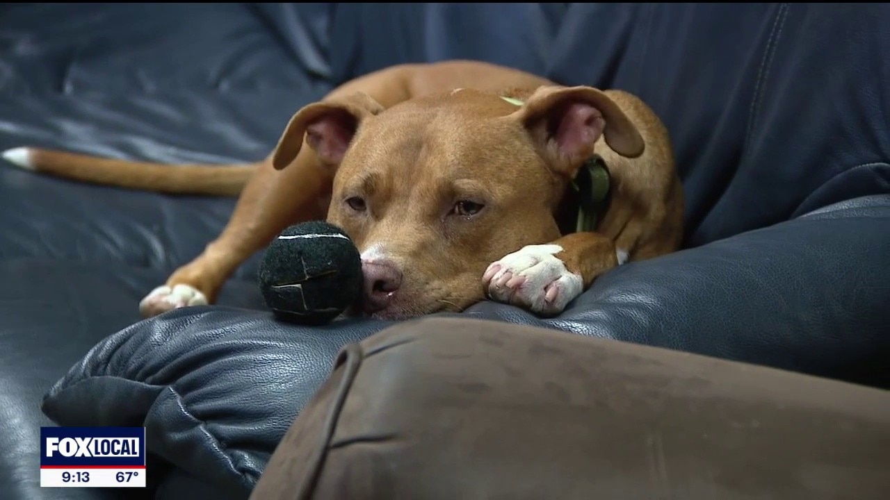 Fort Worth Fire Department adopts homeless dog