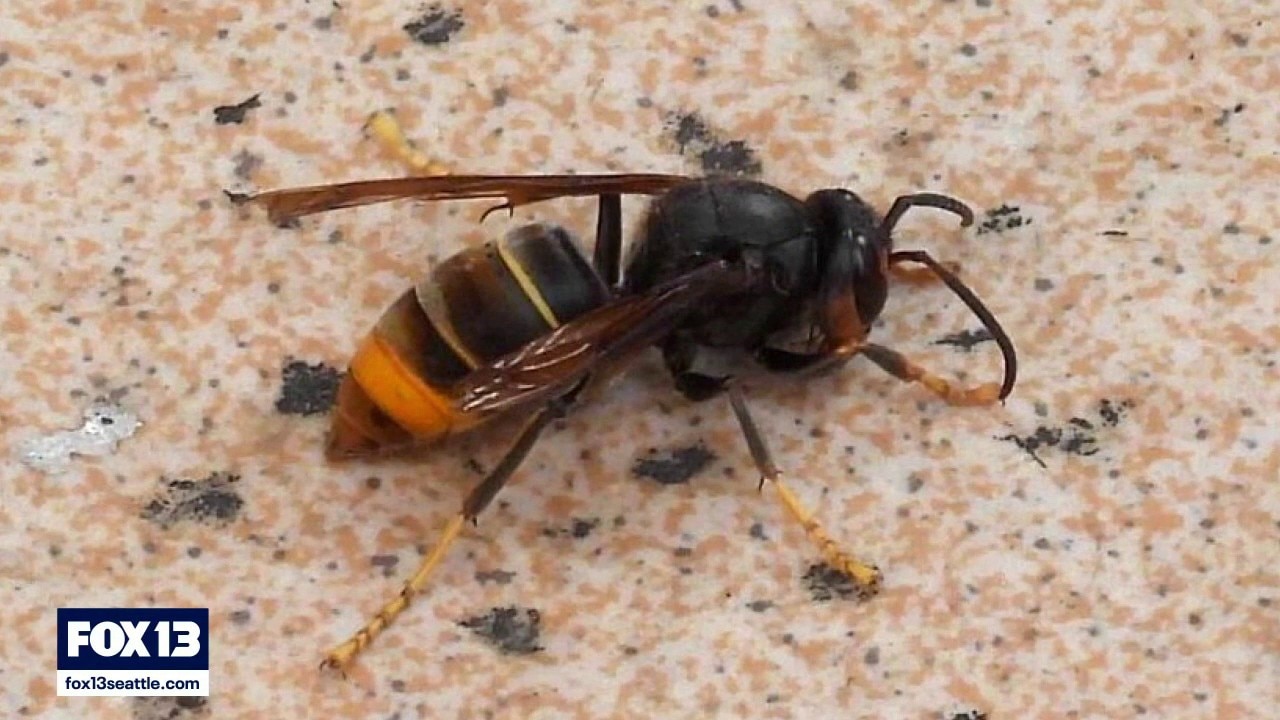 WA on high alert for invasive yellow-legged hornet
