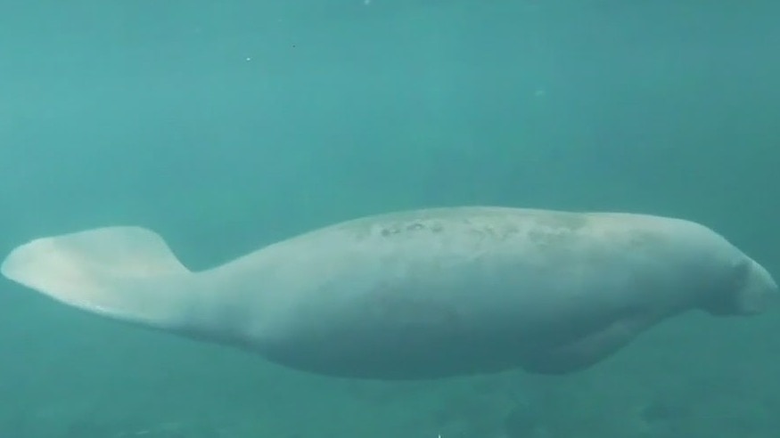 Pollution is leading to the extinction of manatees