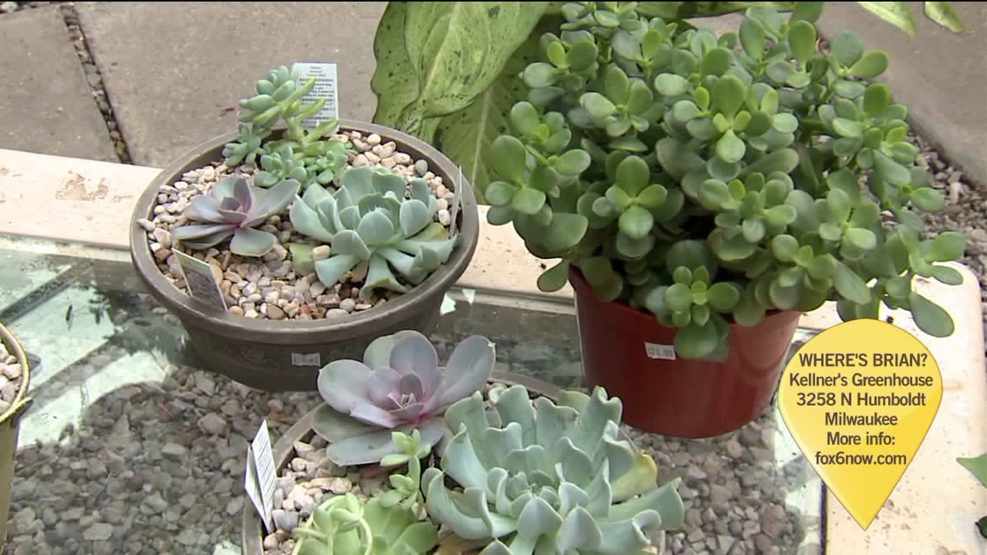 Kellner`s Greenhouse
