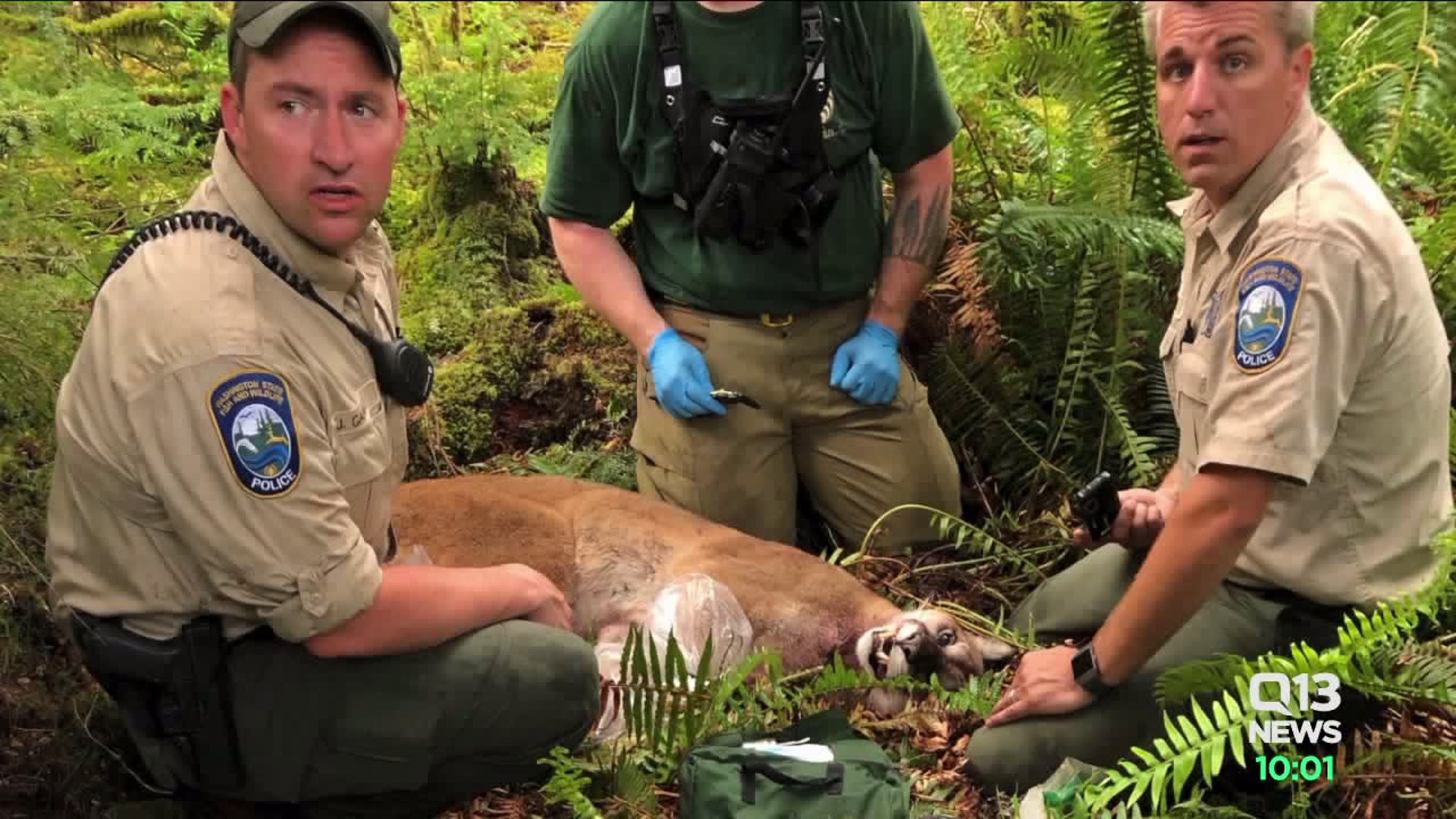 More on 911 call from cougar attack