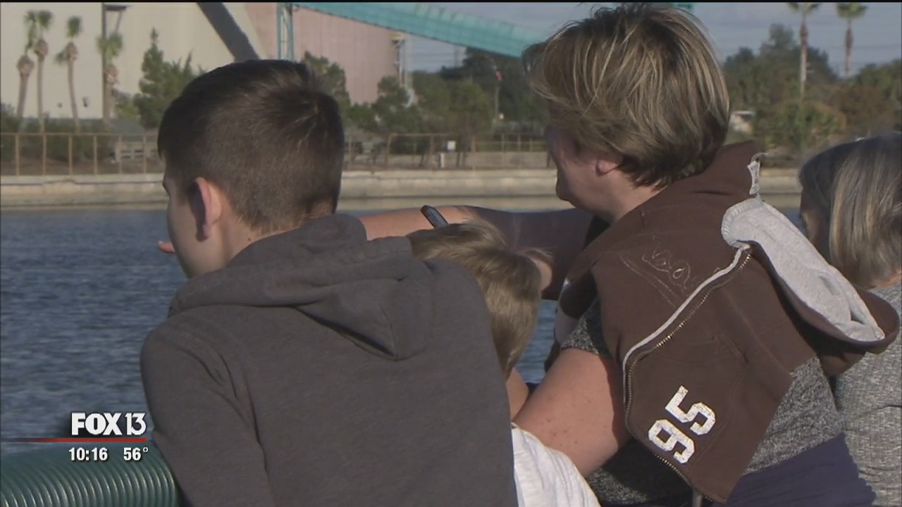 Chilly manatees flock to Apollo Beach