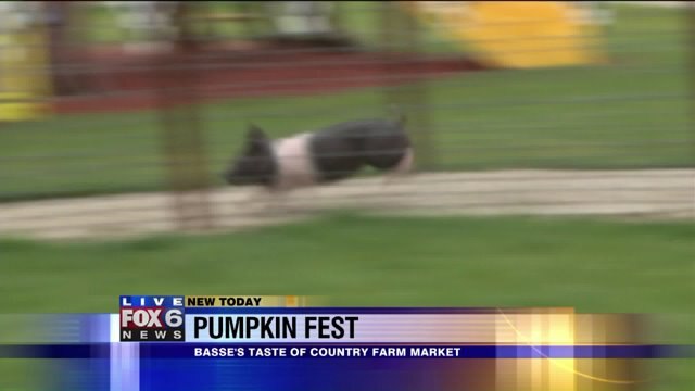 Laura has a blast checking out the pig races