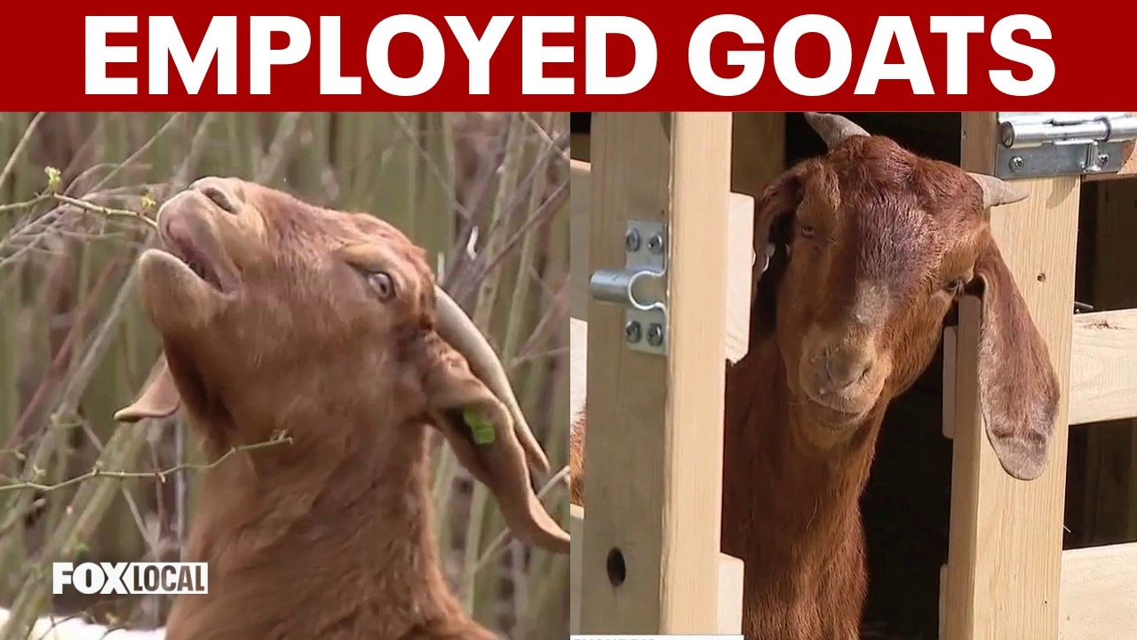 Alexandria uses goats to clear invasive plants on steep slopes at All Veterans Park