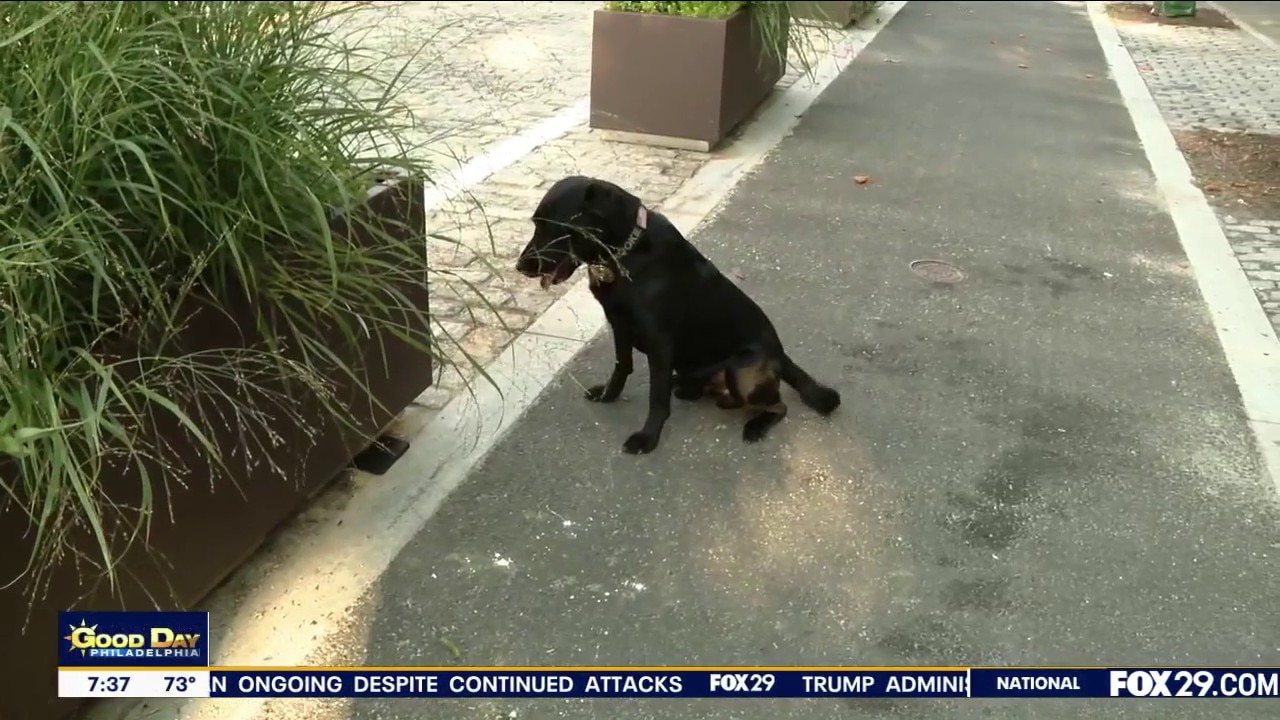 Meet Rookie, Camden County's Hero K-9